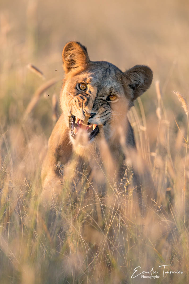 lionne, Kalahari (Botswana)